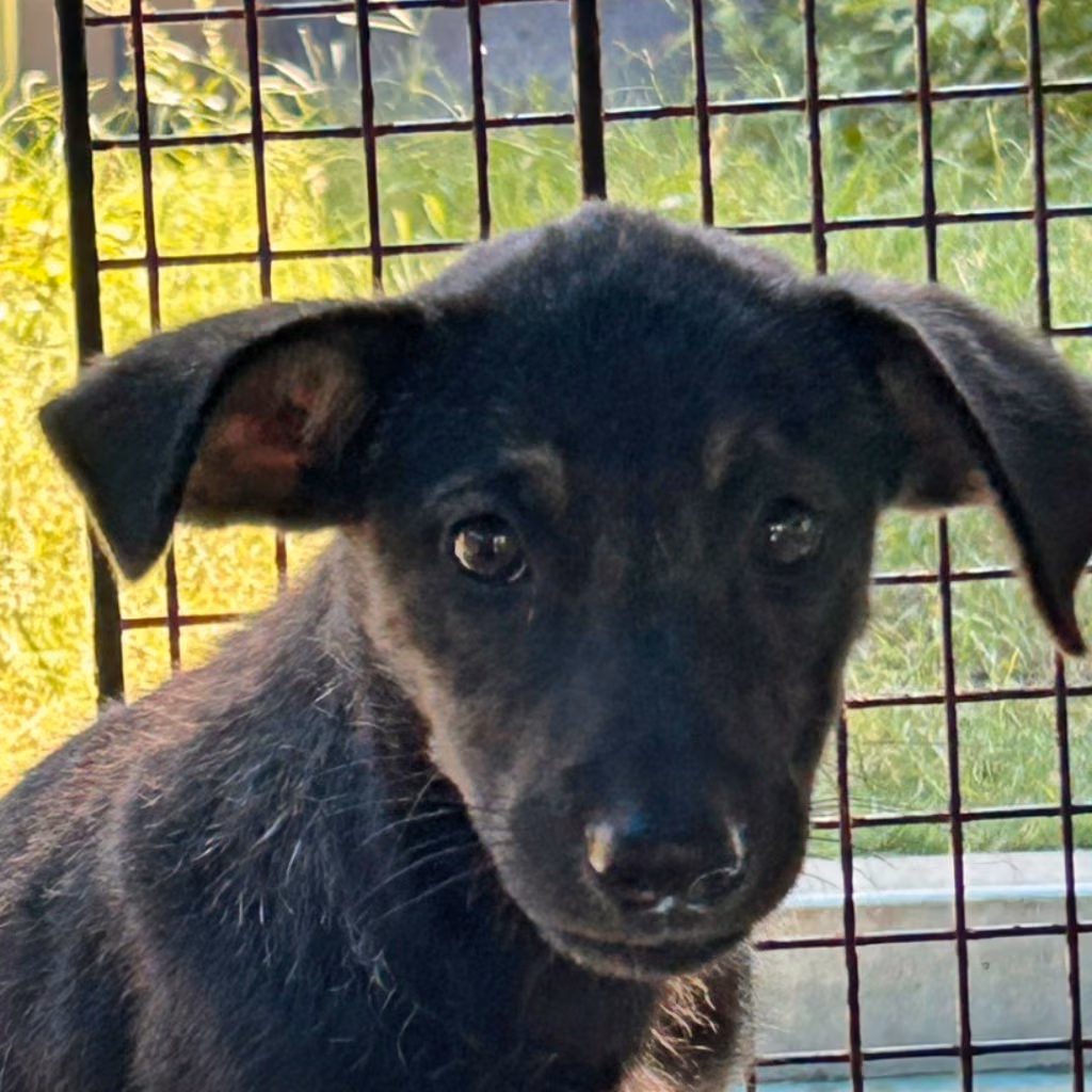 Black young female mixed-breed dog, Small, shelter no. …3006