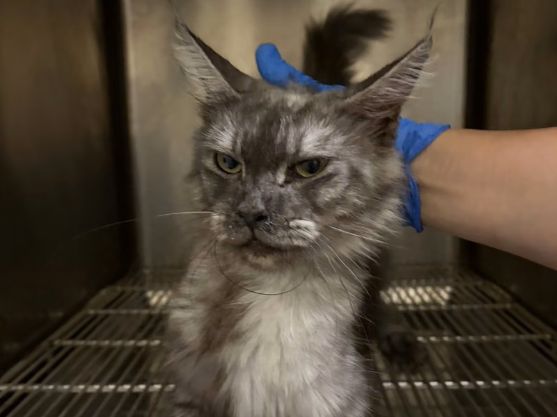 Black-and-gray adult female Maine coon, Medium, shelter no. …9001