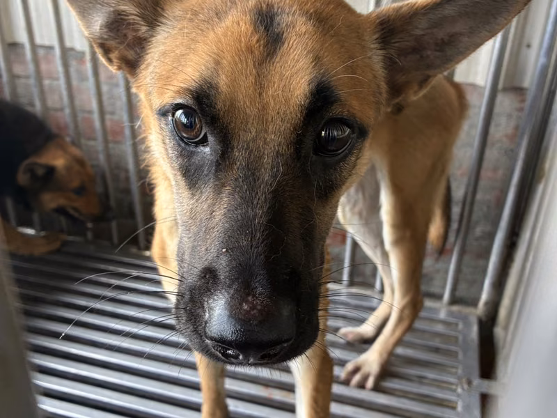 Adult male mixed-breed dog, Medium, shelter no. …4007