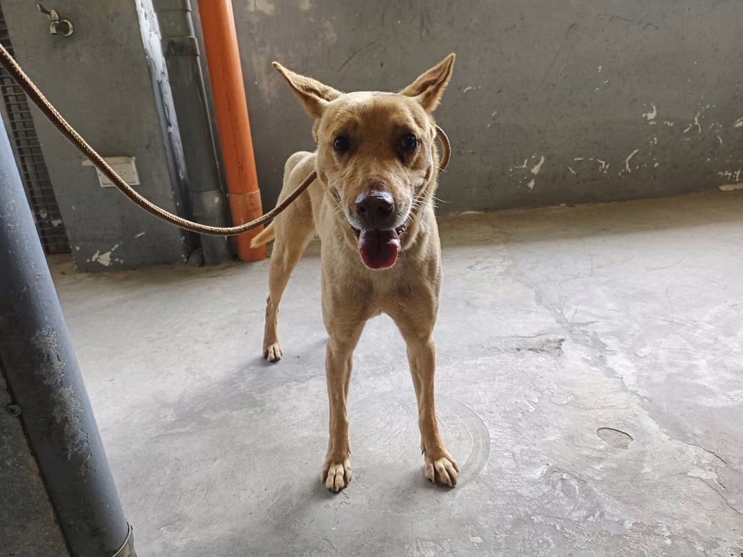 Tan adult male mixed-breed dog, Medium, shelter no. …9001