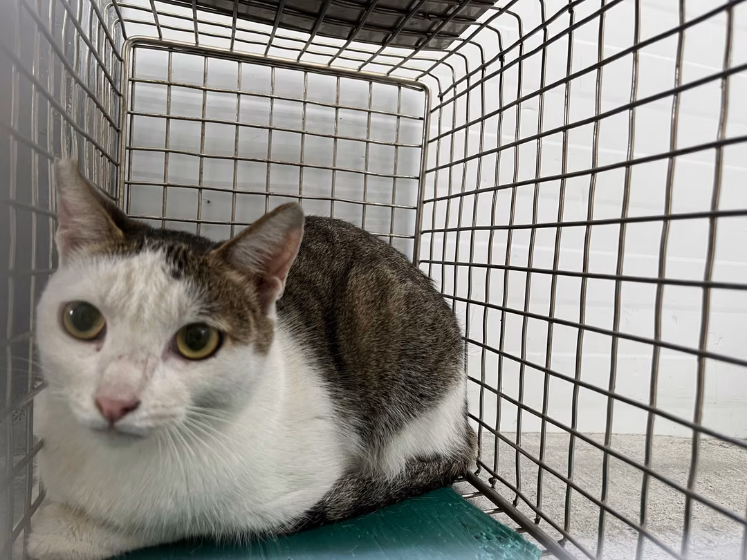 Tabby-and-white adult female mixed-breed cat, Medium, shelter no. …1911