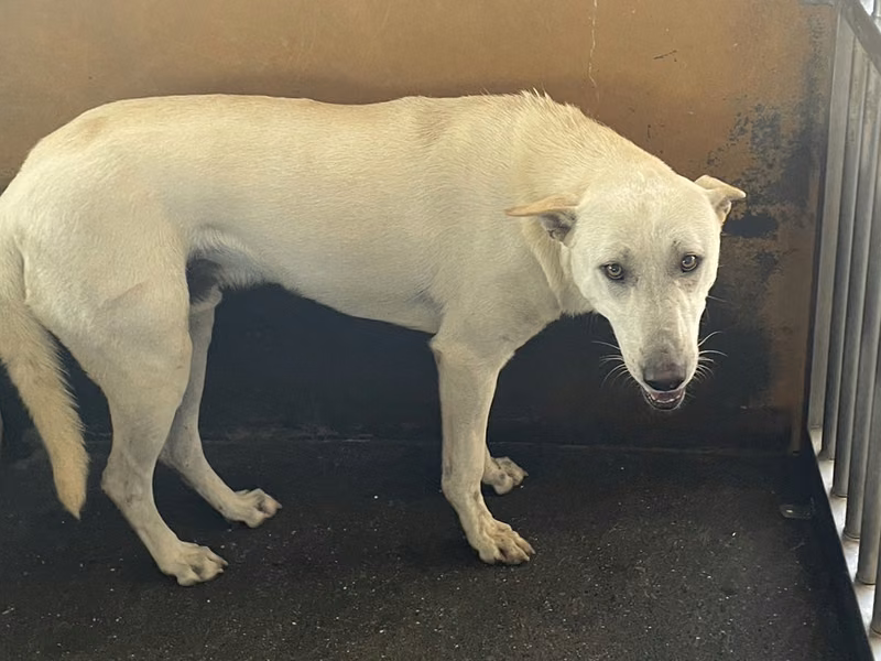 White adult male mixed-breed dog, Large, shelter no. …8017