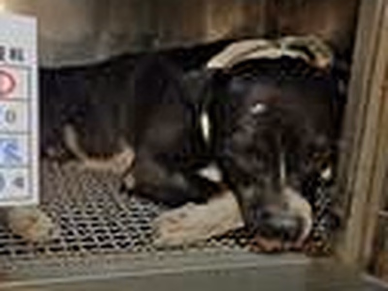 Black-and-white adult male mixed-breed dog, Large, shelter no. …010D