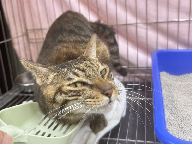 Tabby adult female mixed-breed cat, Small, shelter no. …4003