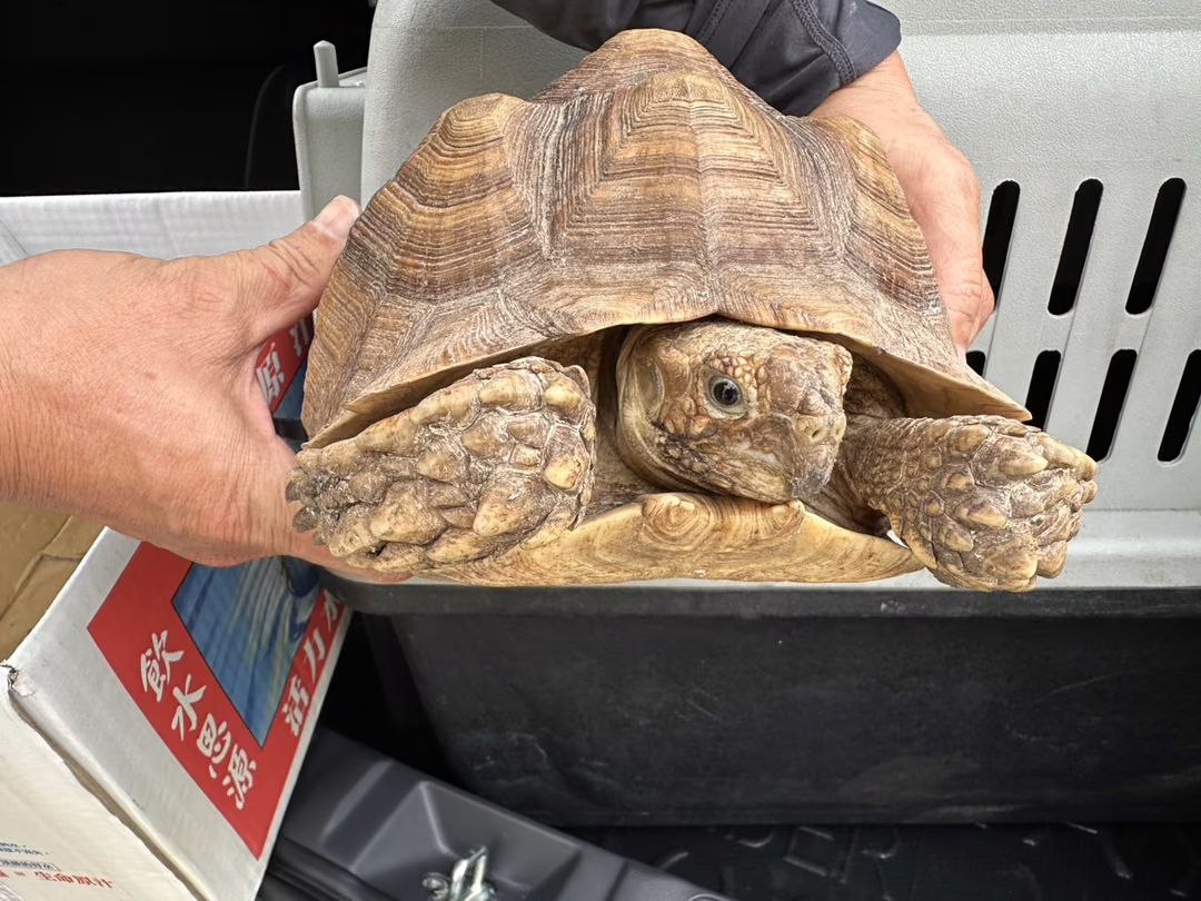 Brown adult female 蘇卡達象龜, Medium, shelter no. …6-01