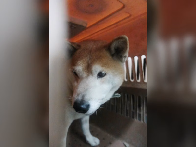 Tan-and-white adult male Shiba Inu, Large, shelter no. …0204
