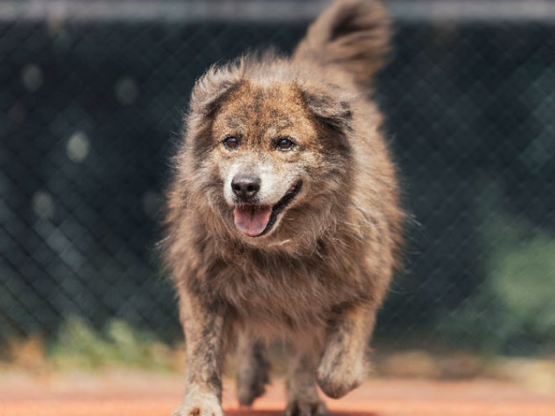 Tabby adult male mixed-breed dog, Medium, shelter no. …2907
