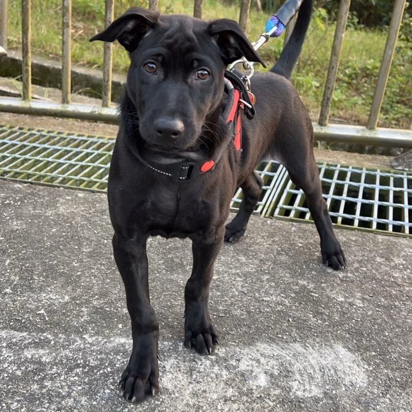 Black young male mixed-breed dog, Medium, shelter no. …4005