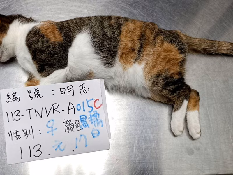 Pusang halo ang lahi (Babae, Matanda na, itim at dilaw), Malaki, blg. ng shelter …015C