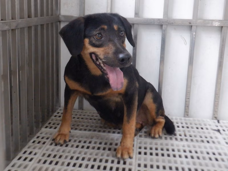 Black-and-tan adult female mixed-breed dog, Medium, shelter no. …8844