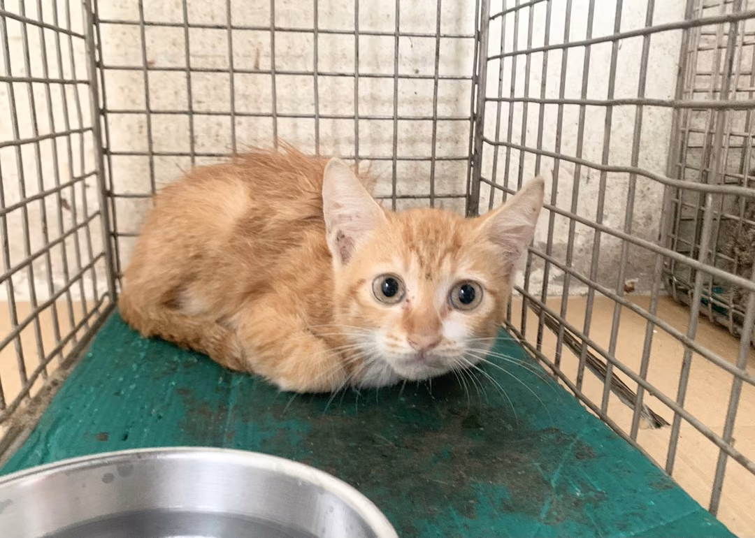 Orange tabby young male mixed-breed cat, Small, shelter no. …1703
