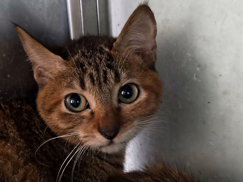 Adult female mixed-breed cat, Medium, shelter no. …7008