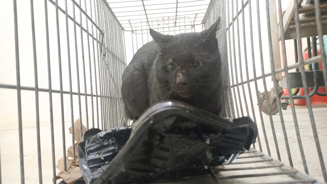Black adult male mixed-breed cat, Medium, shelter no. …2902