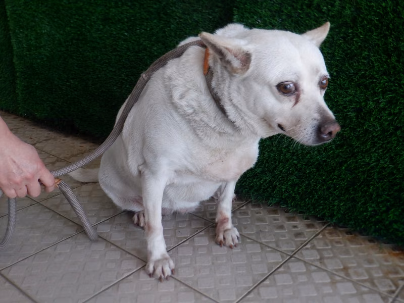 White adult female mixed-breed dog, Medium, shelter no. …1828