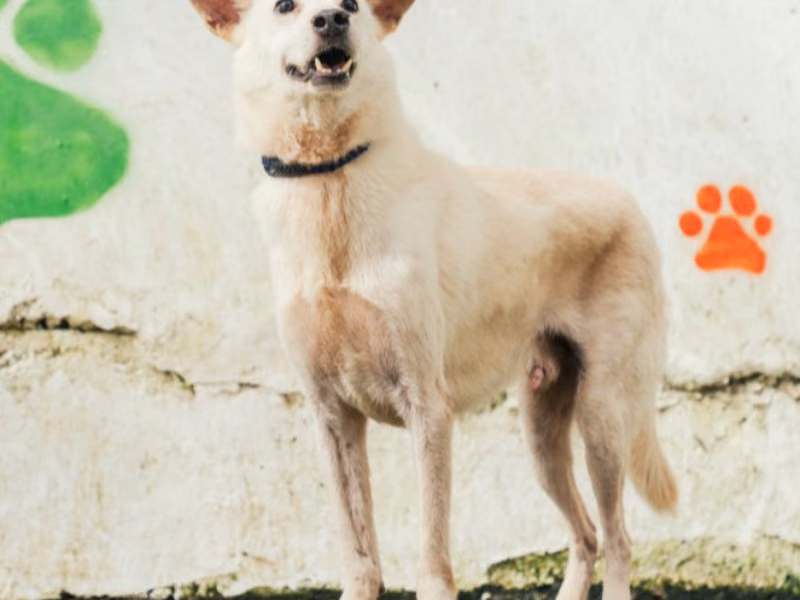 Tan adult male mixed-breed dog, Medium, shelter no. …2503
