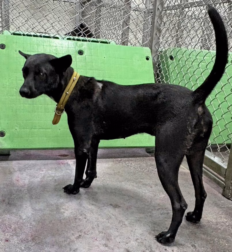 Black adult female mixed-breed dog, Medium, shelter no. …3020