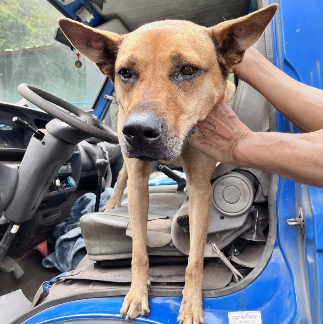 Tan adult female mixed-breed dog, Large, shelter no. …7002