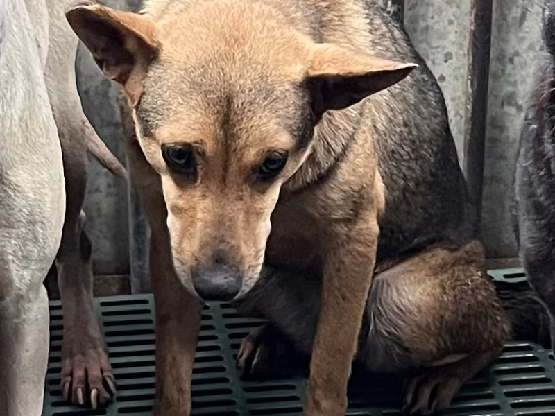 Adult female mixed-breed dog, Medium, shelter no. …5005