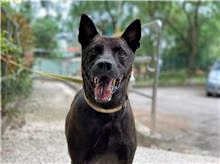 Black adult male mixed-breed dog, Medium, shelter no. …1805