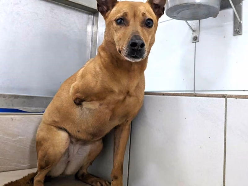 Tan adult female mixed-breed dog, Medium, shelter no. …4001