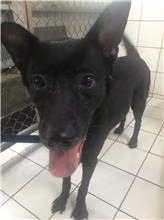Black adult female mixed-breed dog, Small, shelter no. …0303