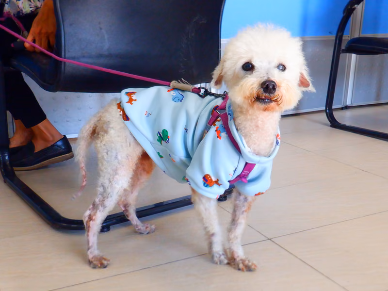 Bichon Frise (Đực, Trưởng thành, trắng), Nhỏ, số trại …0746