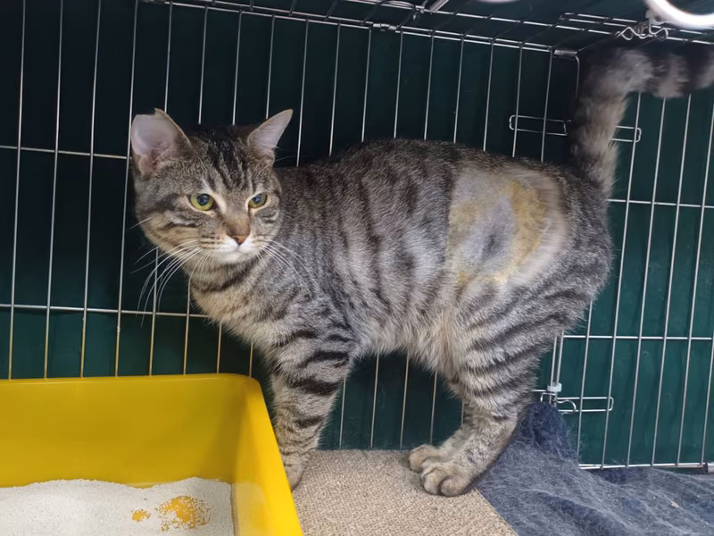 Tabby adult female mixed-breed cat, Small, shelter no. …0701