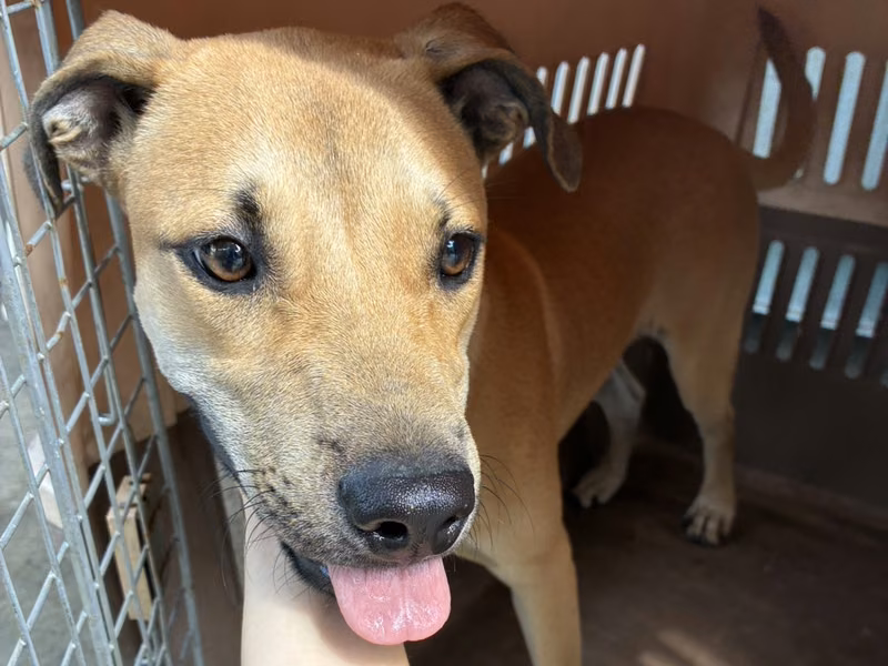 Tan adult male mixed-breed dog, Medium, shelter no. …9004
