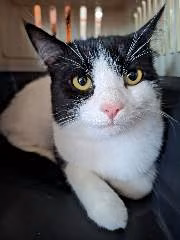 Mixed-breed cat, shelter no. …4261