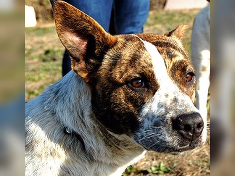 Frida, Senior · Female · Medium · Mixed breed
