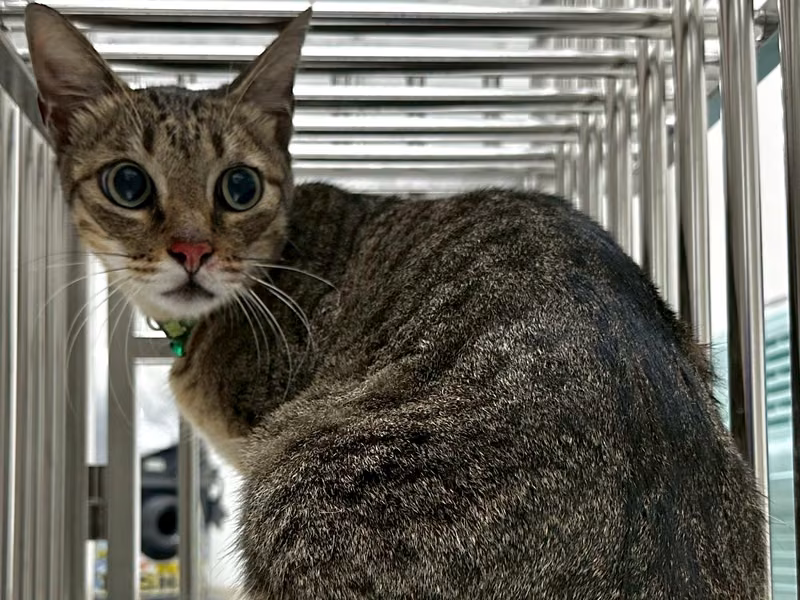 Gato mestizo macho adulto (atigrado), Pequeño, refugio n.º …2001