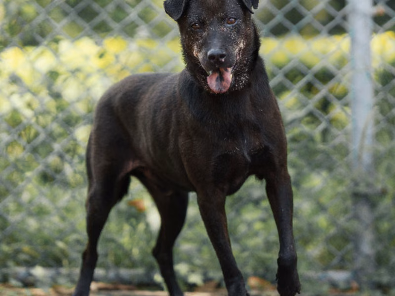 Black adult male mixed-breed dog, Medium, shelter no. …1903