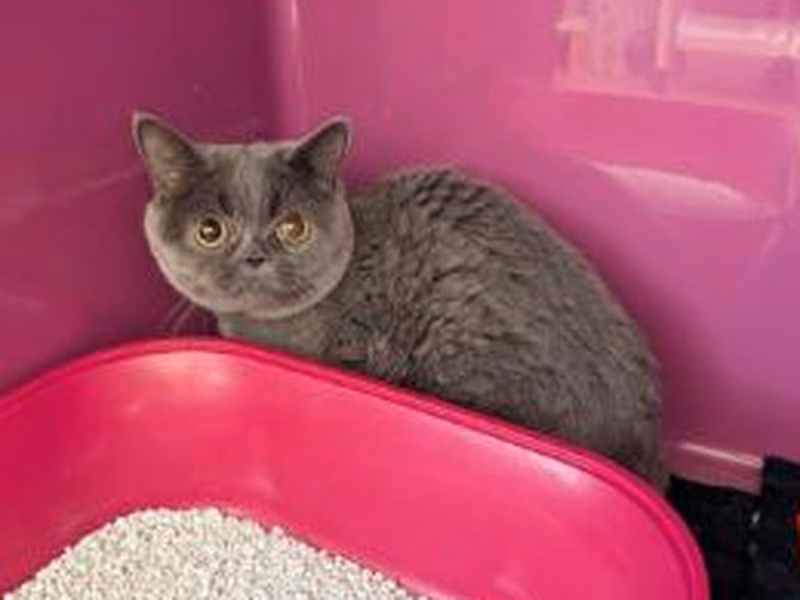 Gray adult female British Shorthair, shelter no. …3943