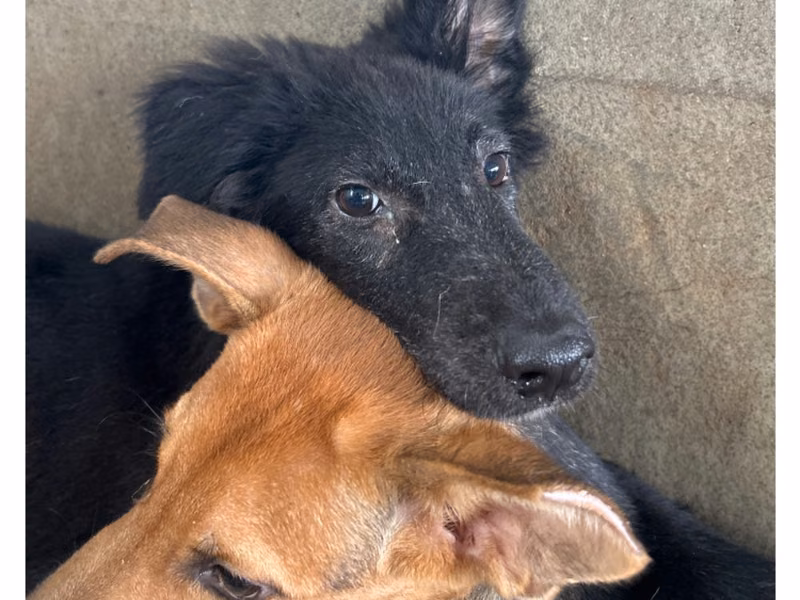 Black young female mixed-breed dog, Medium, shelter no. …9004