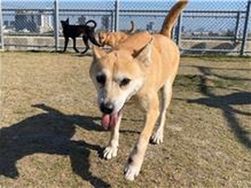 Tan adult female mixed-breed dog, Medium, shelter no. …0006