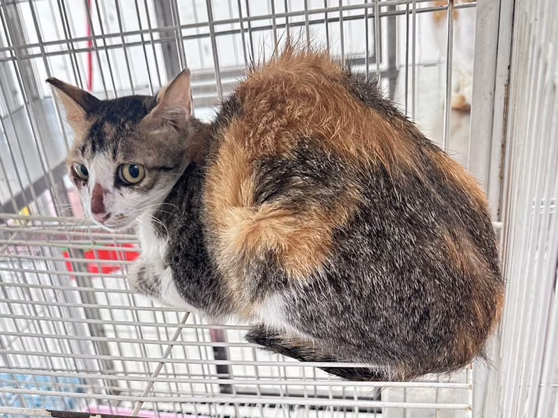Calico adult female mixed-breed cat, Large, shelter no. …1003