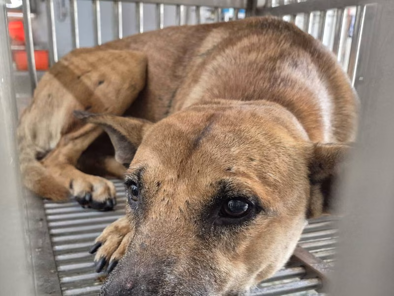 Tan adult male mixed-breed dog, Medium, shelter no. …2-01