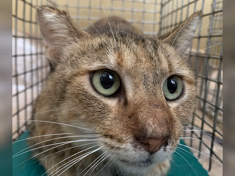 Orange tabby adult female mixed-breed cat, Small, shelter no. …0503