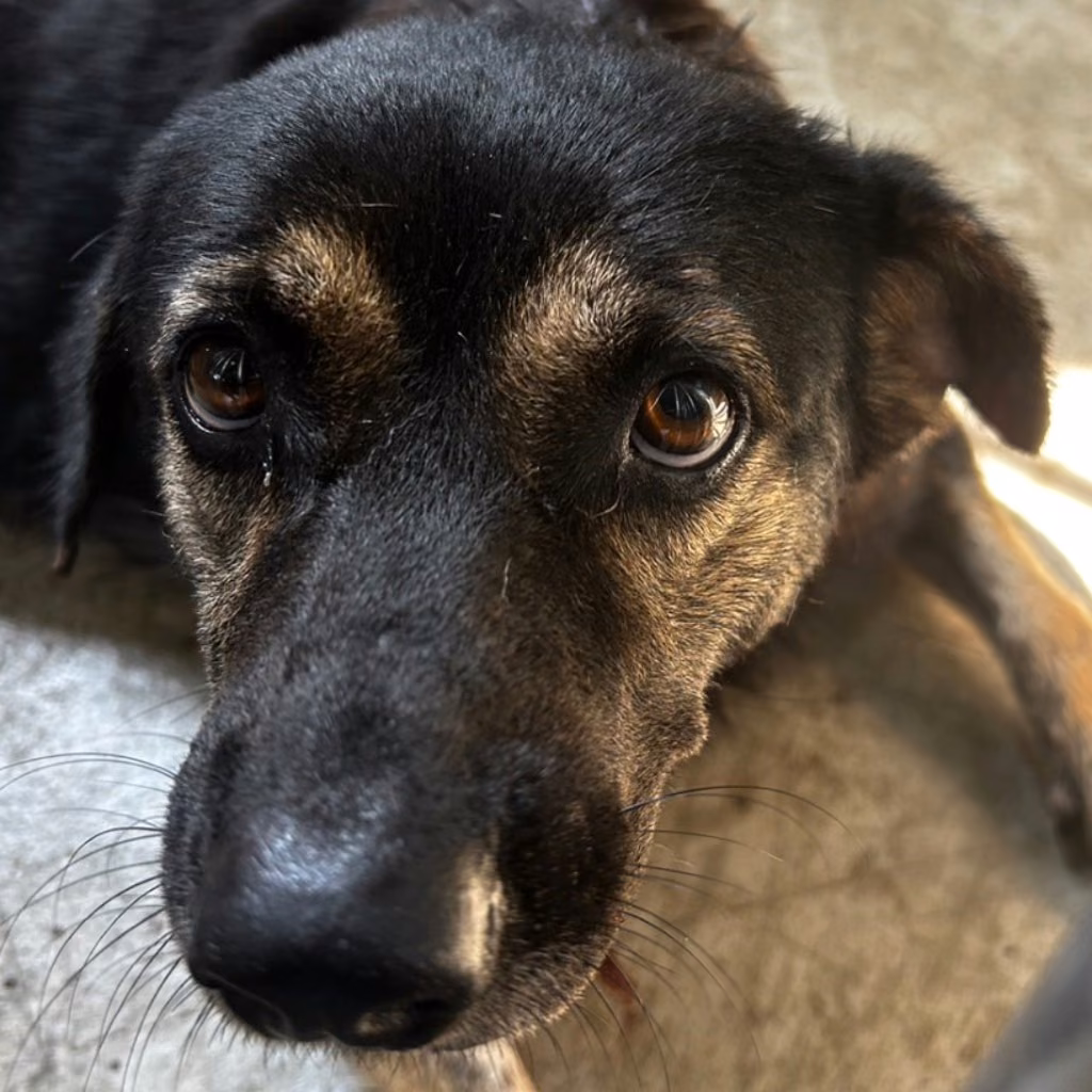Black-and-tan adult female mixed-breed dog, Large, shelter no. …6024