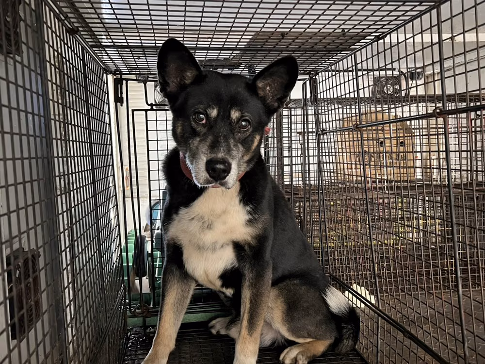 Black adult male mixed-breed dog, Medium, shelter no. …8001