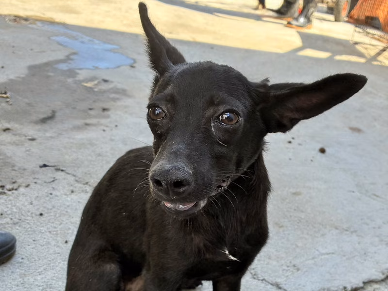 Black young female mixed-breed dog, Small, shelter no. …0005