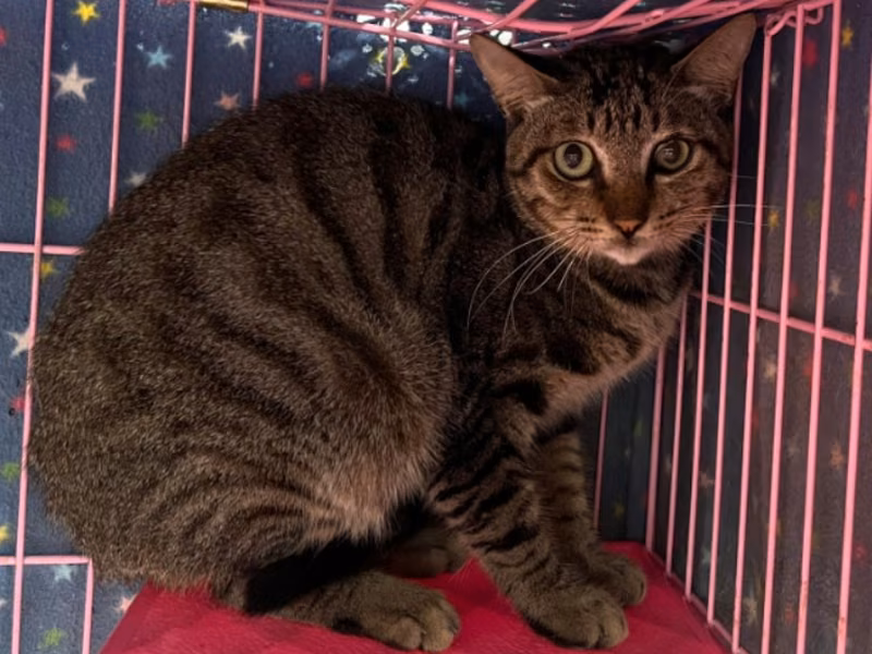 Tabby adult male mixed-breed cat, Medium, shelter no. …1603