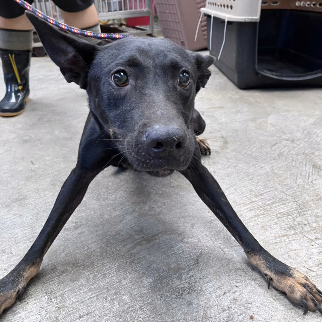 Black-and-tan adult female mixed-breed dog, Large, shelter no. …6003