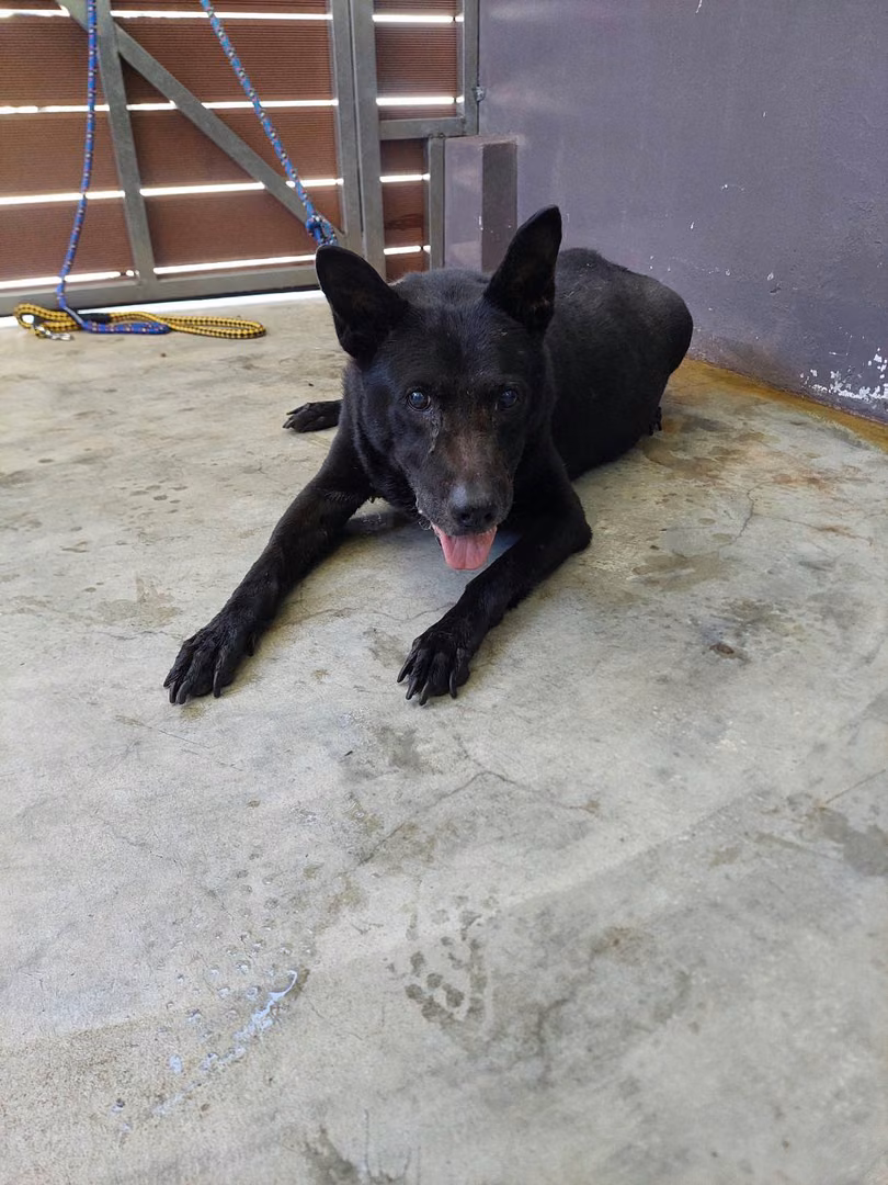 Black adult male mixed-breed dog, Medium, shelter no. …6001