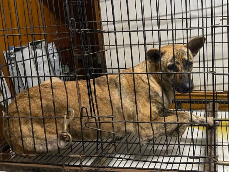 Tabby adult female mixed-breed dog, Large, shelter no. …082D