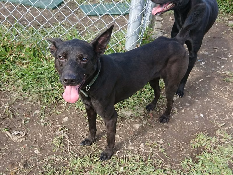 Black young male mixed-breed dog, Small, shelter no. …2402