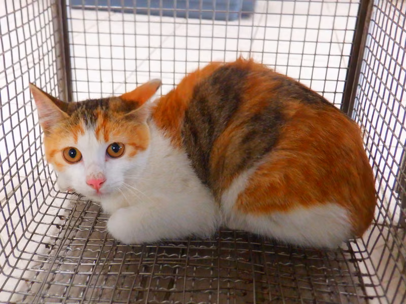 Calico adult female mixed-breed cat, Small, shelter no. …13C9