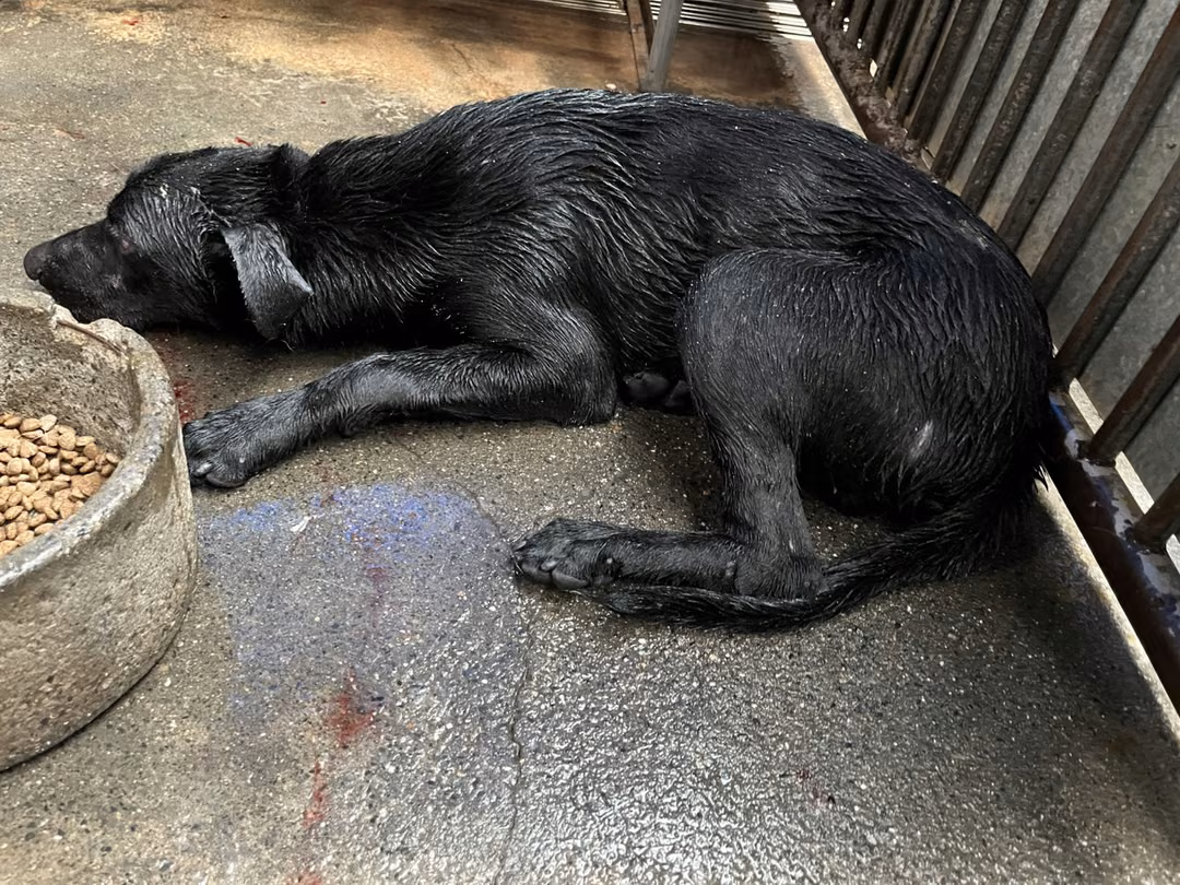 Black adult male mixed-breed dog, Medium, shelter no. …1006