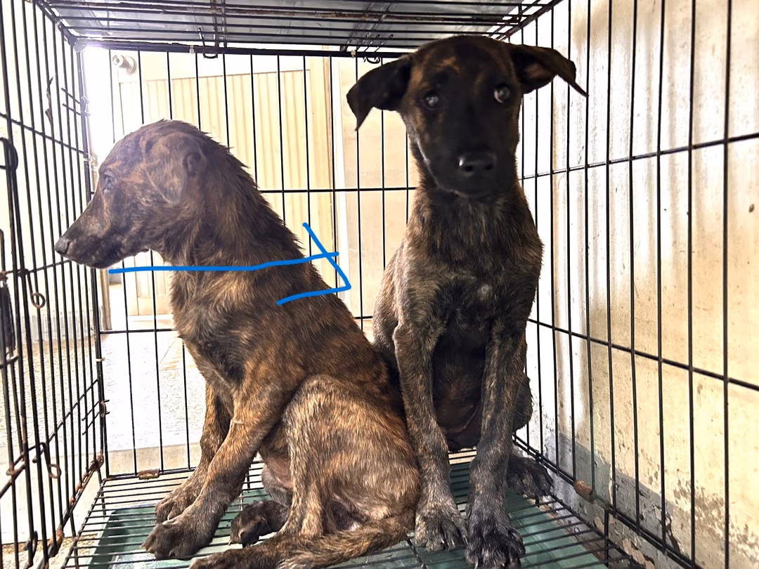 Tabby adult female mixed-breed dog, Medium, shelter no. …2Q10