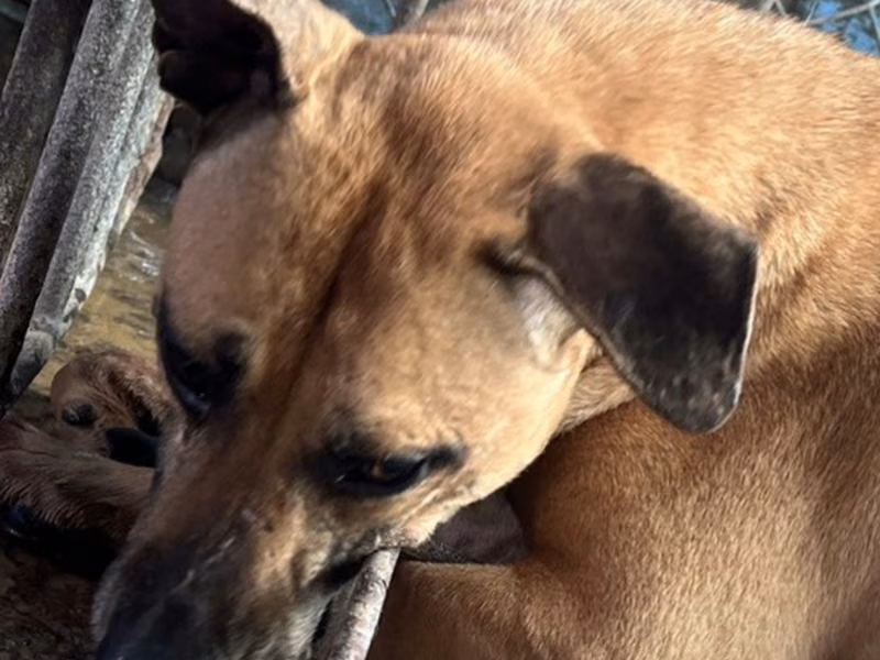 Tan adult male mixed-breed dog, Large, shelter no. …090D
